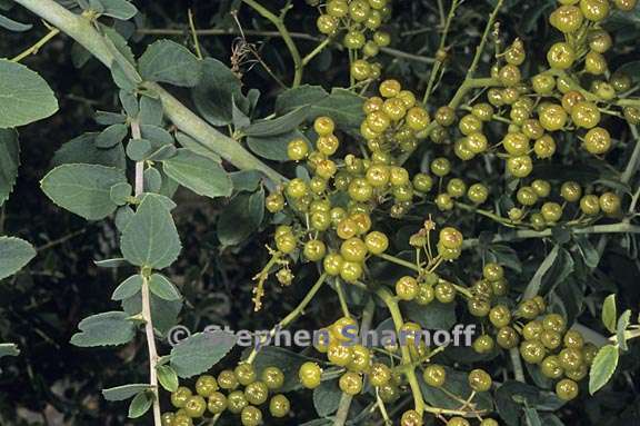 ceanothus cordulatus 6 graphic